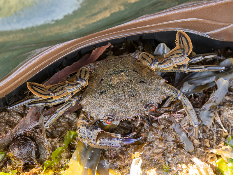 Velvet Swimming Crab (Necora puber) 